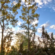 forest-green-gallery-020121-b