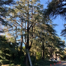 forest-green-gallery-020121-f